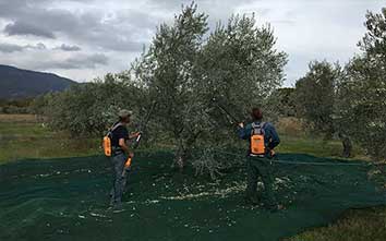 huile-d'olives-domaine-oliversion-la-récolte-min